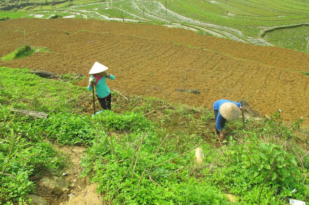 Destinos exóticos en Asia que te sorprenderán 1 Cultivos de arroz en Camboya